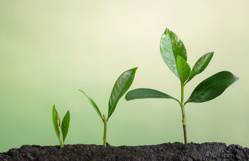 Growing plant screenshot